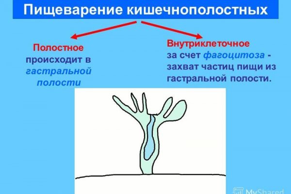 Почему не работает kraken krmp.cc