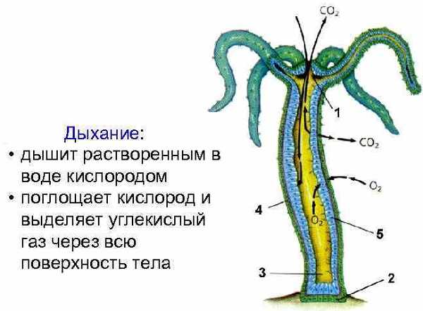 Kraken link